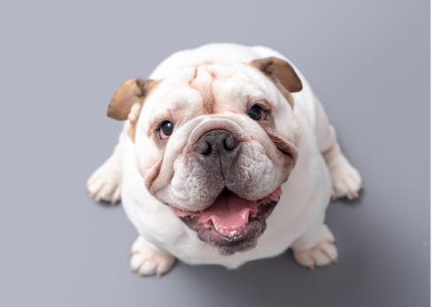 犬の目が白いのは白内障 見極めるポイントと病院に連れて行くべき症状について解説 獣医師監修 わんクォール