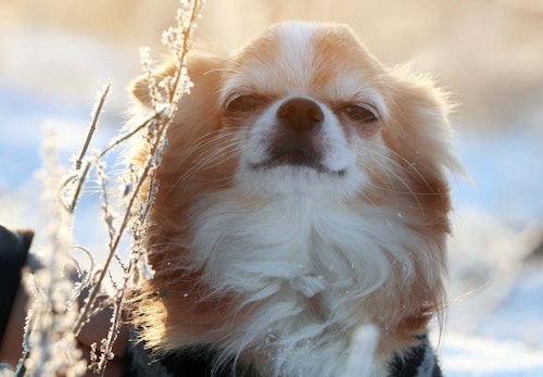 犬がため息をつく理由は ため息をつきやすい犬種や その裏にある犬の気持ちについて解説 獣医師監修 わんクォール 犬がため息をつく理由は ため息をつきやすい犬種や その裏にある犬の気持ちについて解説 獣医師監修 わんクォール