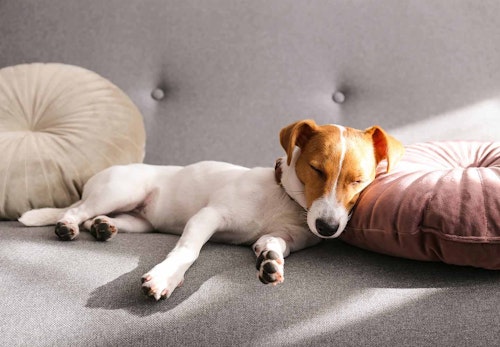 犬のお腹がキュルキュル鳴る原因は 考えられる病気と病院に連れていくべき症状 対処法について解説 獣医師監修 わんクォール 犬のお腹がキュルキュル鳴る原因は 考えられる病気と病院に連れていくべき症状 対処法について解説 獣医師監修 わんクォール