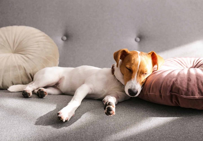 犬が雷を怖がる理由と対処法とは 逆効果になる飼い主のng行動や留守番中はどうすればいいかについて解説 獣医師監修 わんクォール 犬が雷を怖がる理由と対処法とは 逆効果になる飼い主のng行動や留守番中はどうすればいいかについて解説 獣医師監修 わんクォール