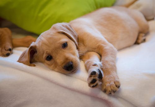 犬のクッシング症候群とは 原因と治療法 6歳以降は特に注意が必要な理由について解説 獣医師監修 わんクォール 犬のクッシング症候群とは 原因と治療法 6歳以降は特に注意が必要な理由について解説 獣医師監修 わんクォール