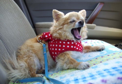 車であくびをする犬