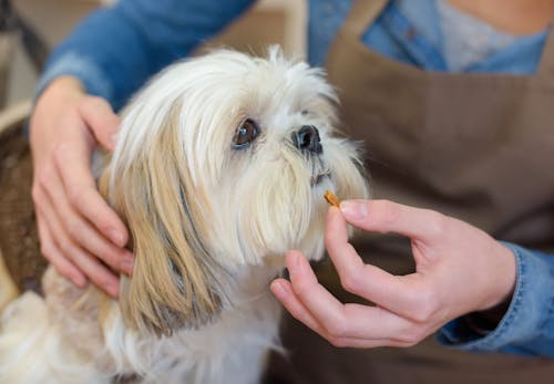 獣医師おすすめの犬用サプリ10選 健康維持に必要な理由と選び方のポイントを紹介 わんクォール