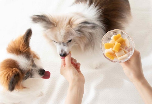 愛犬用アイスを食べる犬