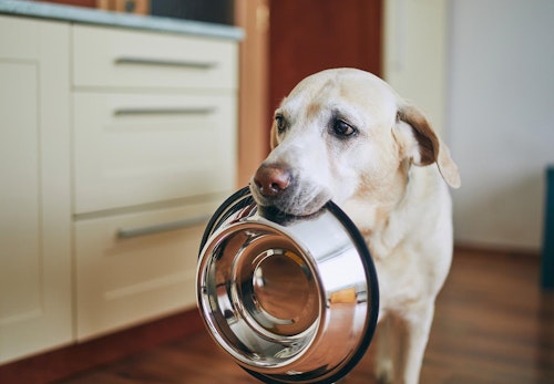 犬が食べてはいけない危険な食べ物って？注意すべき理由と誤食してしまったときの対処法を解説【獣医師監修】