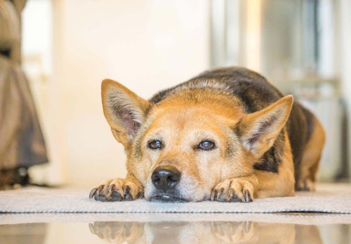 犬のお腹がキュルキュル鳴る原因は 考えられる病気と病院に連れていくべき症状 対処法について解説 獣医師監修 わんクォール 犬のお腹がキュルキュル鳴る原因は 考えられる病気と病院に連れていくべき症状 対処法について解説 獣医師監修 わんクォール