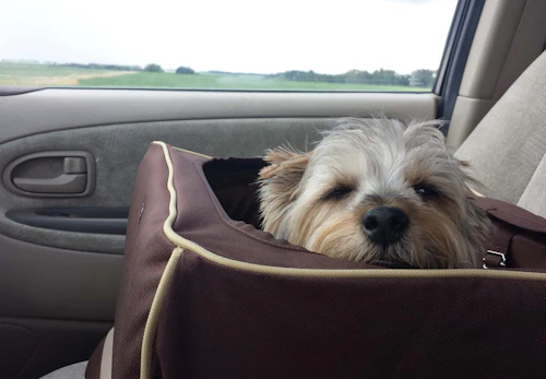 犬が車酔いをする原因は 主な症状や対処法 予防策について解説 獣医師監修 わんクォール 犬が車酔いをする原因は 主な症状や対処法 予防策について解説 獣医師監修 わんクォール