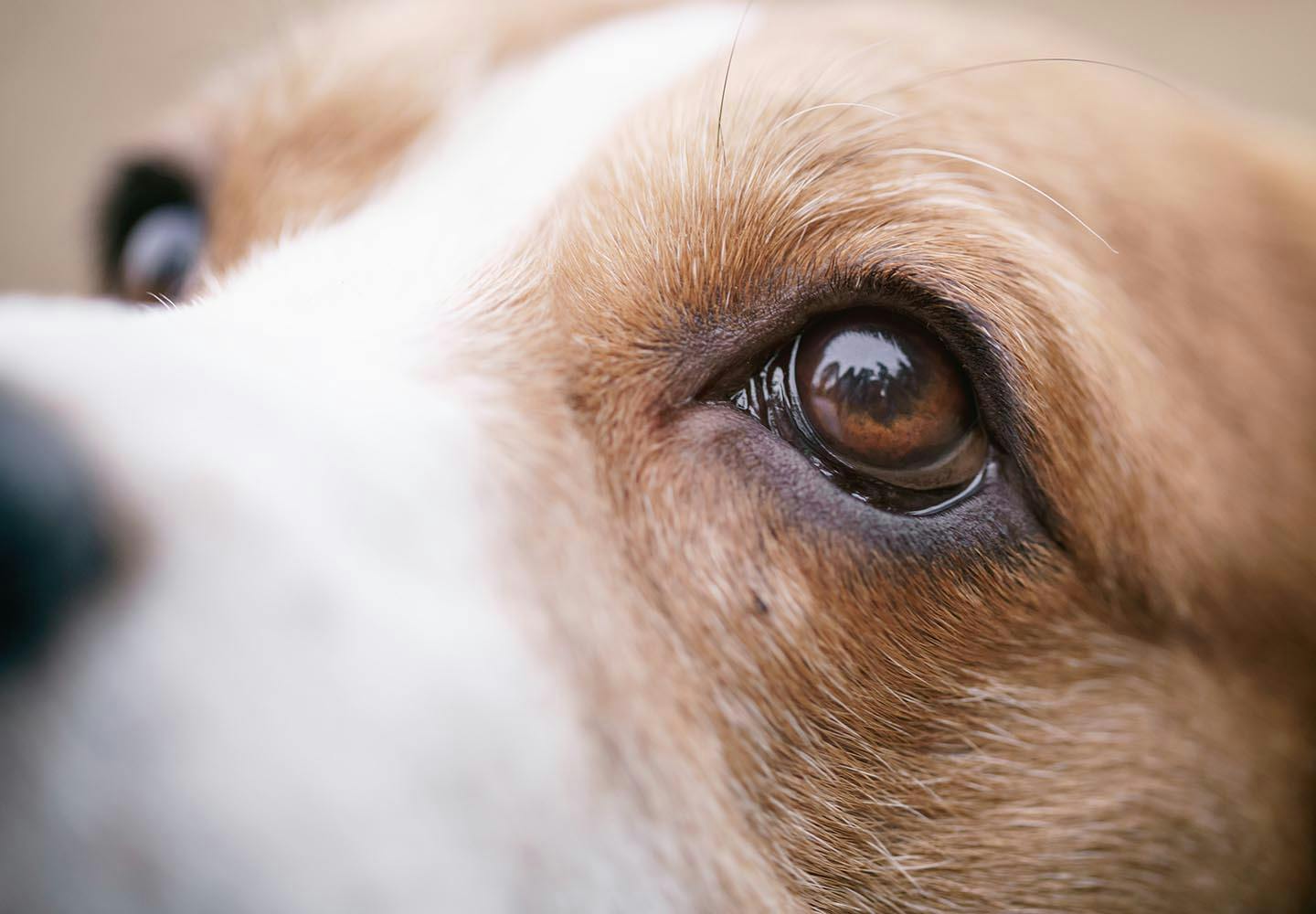 犬の目が白いのは白内障 見極めるポイントと病院に連れて行くべき症状について解説 獣医師監修 わんクォール
