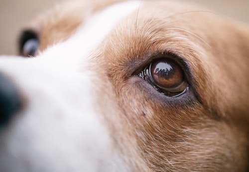 犬の目が白いのは白内障？見極めるポイントと病院に連れて行くべき症状について解説【獣医師監修】