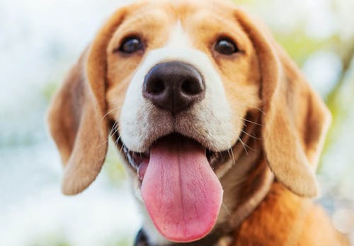 犬の息が荒い原因は 病気や熱中症の可能性 対処法について解説します 獣医師監修 わんクォール 犬の息が荒い原因は 病気や熱中症の可能性 対処法について解説します 獣医師監修 わんクォール