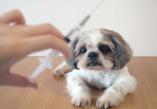 ワクチン接種される犬