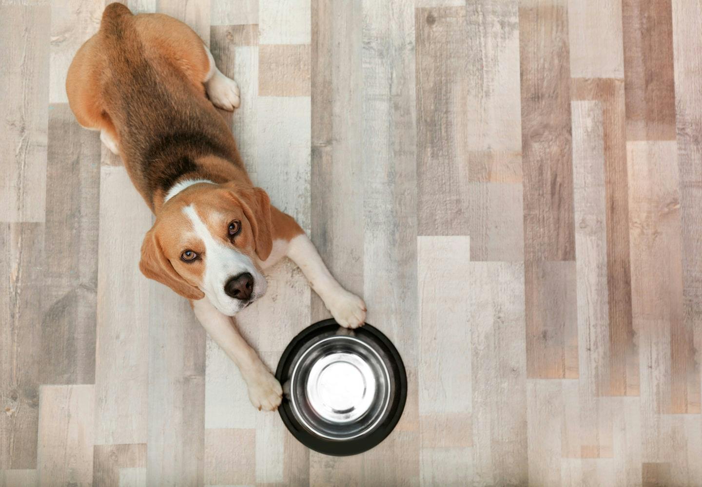 犬にピーマンを食べさせても大丈夫 与える際の注意点や適量 健康面のメリットについて解説 獣医師監修 Illness 病気 わんクォール