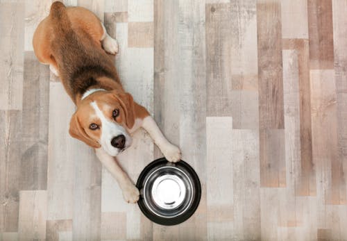 犬はピーマンを食べても大丈夫 与える際の注意点やおすすめの調理法 適量について解説 獣医師監修 わんクォール 犬はピーマンを食べても大丈夫 与える際の注意点やおすすめの調理法 適量について解説 獣医師監修 わんクォール