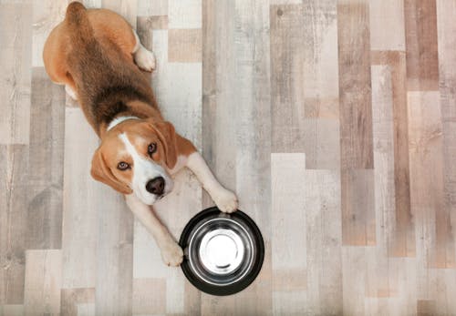 犬はピーマンを食べても大丈夫 与える際の注意点やおすすめの調理法 適量について解説 獣医師監修 わんクォール
