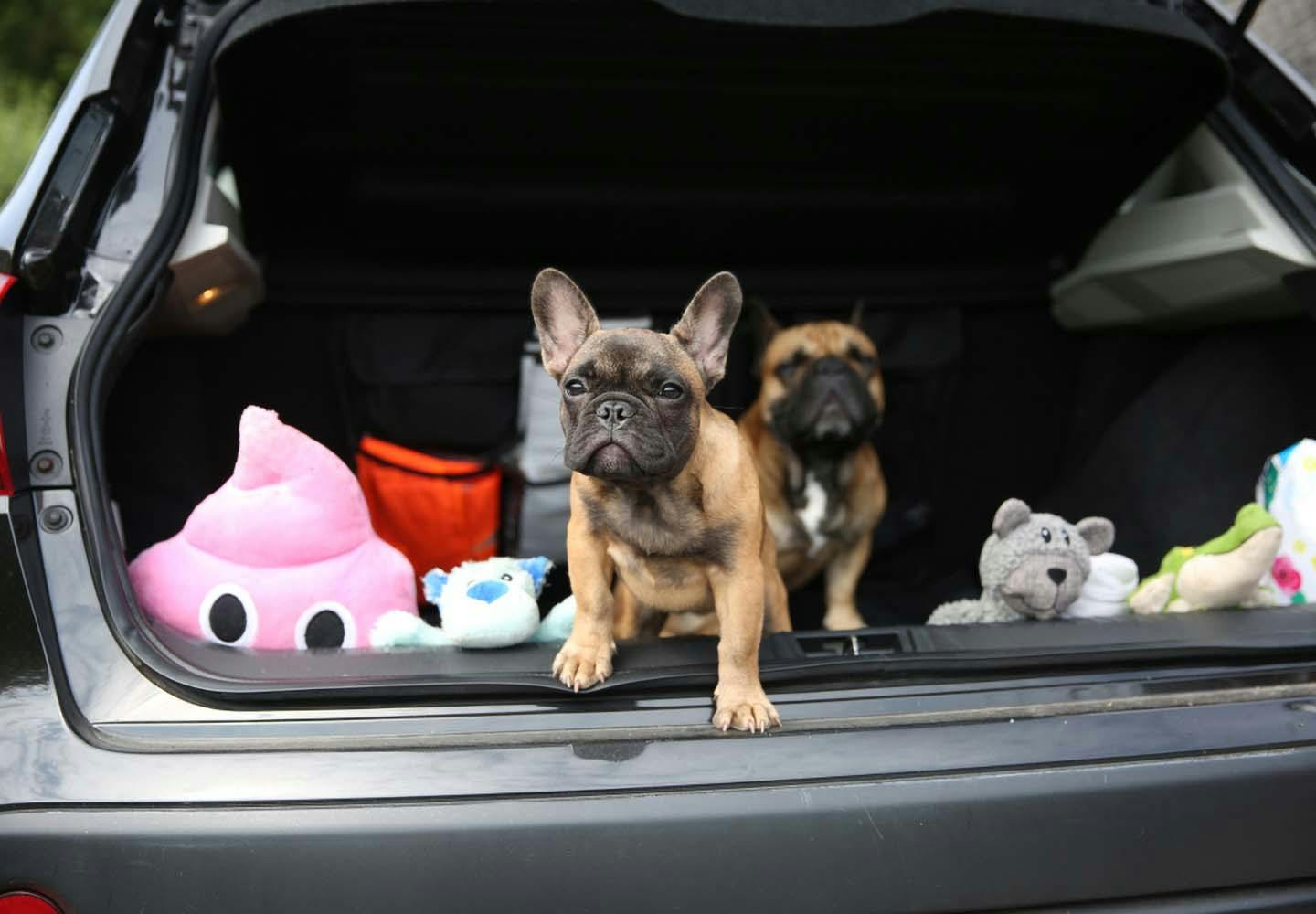 犬を車に乗せる際の注意点は 知っておきたい交通ルールや必要なグッズについて解説 獣医師監修 わんクォール