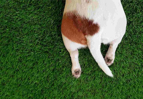 犬が頻繁におしりを舐める理由とは 考えられる病気と病院に行くべき異変のサインについて解説します 獣医師監修 わんクォール 犬が頻繁におしりを舐める理由とは 考えられる病気と病院に行くべき異変のサインについて解説します 獣医師監修 わんクォール