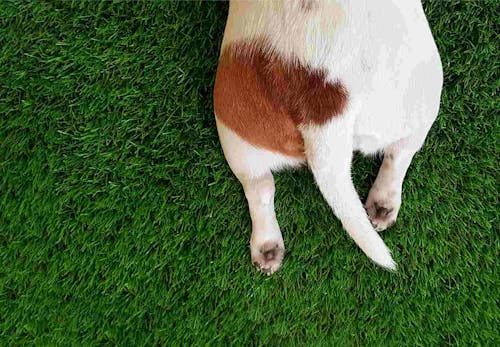犬が頻繁におしりを舐める理由とは 考えられる病気と病院に行くべき異変のサインについて解説します 獣医師監修 わんクォール 犬が頻繁におしりを舐める理由とは 考えられる病気と病院に行くべき異変のサインについて解説します 獣医師監修 わんクォール