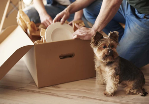犬がため息をつく理由は ため息をつきやすい犬種や その裏にある犬の気持ちについて解説 獣医師監修 わんクォール 犬がため息をつく理由は ため息をつきやすい犬種や その裏にある犬の気持ちについて解説 獣医師監修 わんクォール