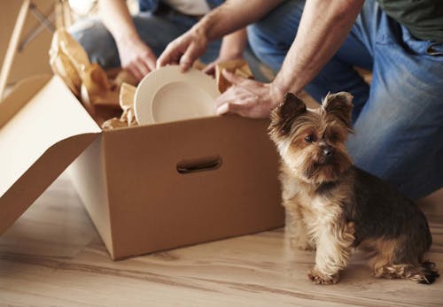 犬がため息をつく理由は ため息をつきやすい犬種や その裏にある犬の気持ちについて解説 獣医師監修 わんクォール