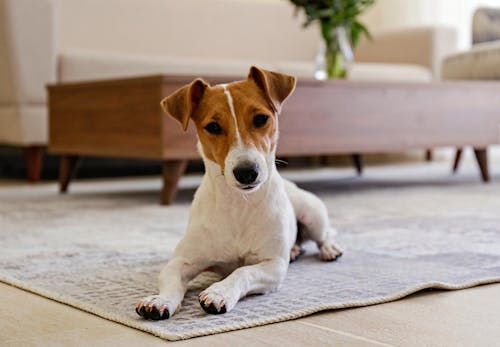 落ち着きがなくウロウロ 犬がおかしな行動をする原因は 対処法と病院に行くべき症状を解説 獣医師監修 わんクォール 落ち着きがなくウロウロ 犬がおかしな行動をする原因は 対処法と病院に行くべき症状を解説 獣医師監修 わんクォール