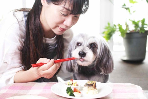 愛犬用いわしのくるくる巻きプレートを食べるシュナウザー　飼い主　黒川栄子