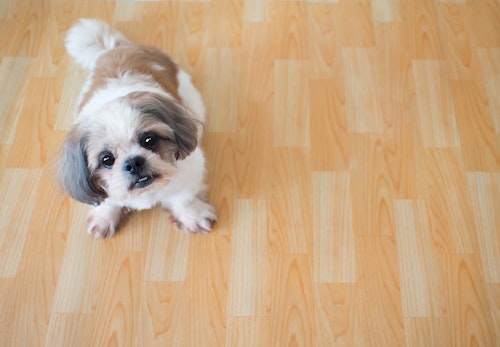 犬が落ち着きがなくウロウロしている 様子がおかしい原因や病気の可能性について解説 獣医師監修 わんクォール 犬が落ち着きがなくウロウロしている 様子がおかしい原因や病気の可能性について解説 獣医師監修 わんクォール