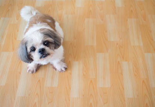 落ち着きがなくウロウロ 犬がおかしな行動をする原因は 対処法と病院に行くべき症状を解説 獣医師監修 わんクォール