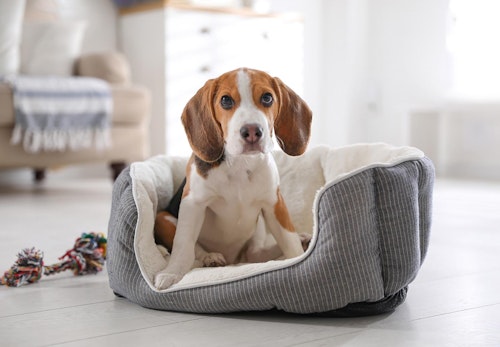 犬が落ち着きがなくウロウロしている 様子がおかしい原因や病気の可能性について解説 獣医師監修 わんクォール 犬が落ち着きがなくウロウロしている 様子がおかしい原因や病気の可能性について解説 獣医師監修 わんクォール