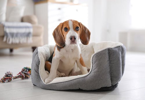 落ち着きがなくウロウロ 犬がおかしな行動をする原因は 対処法と病院に行くべき症状を解説 獣医師監修 わんクォール 落ち着きがなくウロウロ 犬がおかしな行動をする原因は 対処法と病院に行くべき症状を解説 獣医師監修 わんクォール