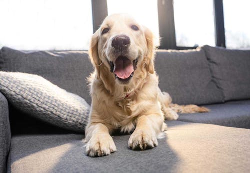 落ち着きがなくウロウロ 犬がおかしな行動をする原因は 対処法と病院に行くべき症状を解説 獣医師監修 わんクォール