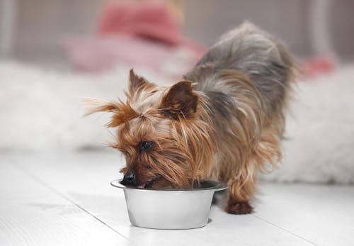 犬が食べると危険な食べ物まとめ 注意すべき理由と誤食してしまったときの対処法を解説 獣医師監修 わんクォール