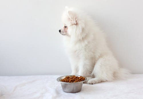 犬はピーマンを食べても大丈夫 与える際の注意点やおすすめの調理法 適量について解説 獣医師監修 わんクォール 犬はピーマンを食べても大丈夫 与える際の注意点やおすすめの調理法 適量について解説 獣医師監修 わんクォール
