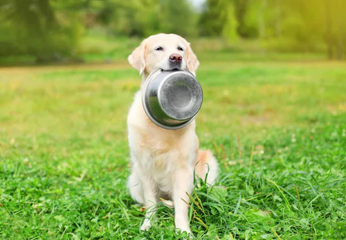 犬が食べると危険な食べ物まとめ 注意すべき理由と誤食してしまったときの対処法を解説 獣医師監修 わんクォール 犬が食べると危険な食べ物まとめ 注意すべき理由と誤食してしまったときの対処法を解説 獣医師監修 わんクォール