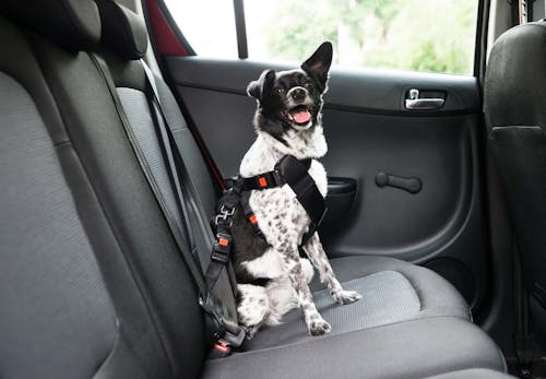 犬を車に乗せる際の注意点は 知っておきたい交通ルールや必要なグッズについて解説 獣医師監修 わんクォール 犬を車に乗せる際の注意点は 知っておきたい交通ルールや必要なグッズについて解説 獣医師監修 わんクォール