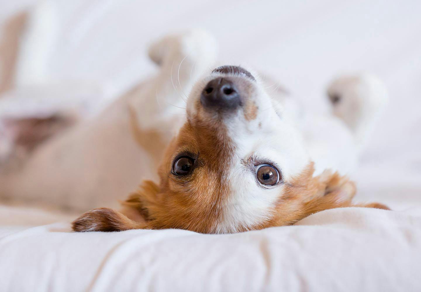 犬が飼い主にくっついてくる理由とは 犬が大好きな人に見せるサインと応え方について解説 獣医師監修 わんクォール