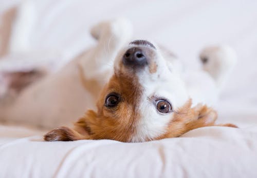 犬が飼い主にくっついてくる理由とは 犬が大好きな人に見せるサインと応え方について解説 獣医師監修 わんクォール 犬が飼い主にくっついてくる理由とは 犬が大好きな人に見せるサインと応え方について解説 獣医師監修 わんクォール
