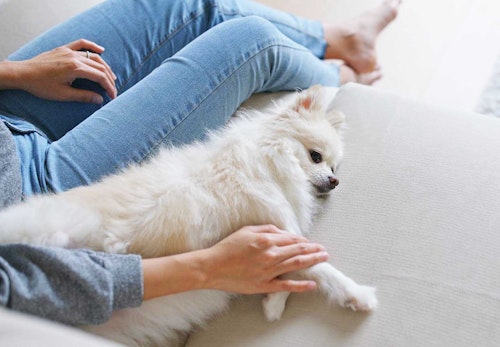 犬が飼い主にくっついてくる理由とは 犬が大好きな人に見せるサインと応え方について解説 獣医師監修 わんクォール 犬が飼い主にくっついてくる理由とは 犬が大好きな人に見せるサインと応え方について解説 獣医師監修 わんクォール