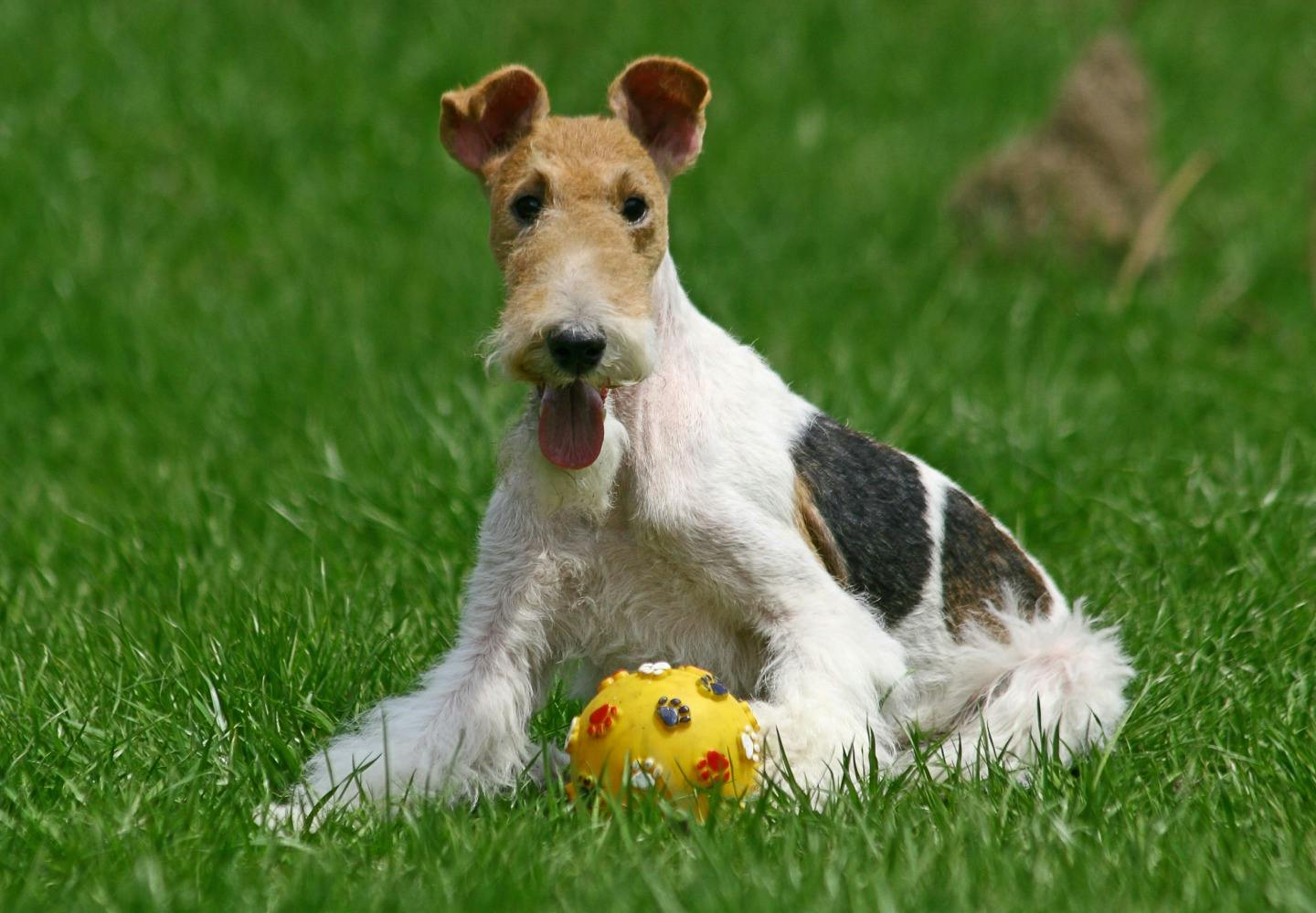 ワイアー・フォックス・テリアってどんな犬？性格・特徴・飼いやすさ