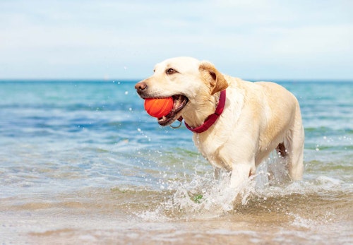 海でボール遊びする犬