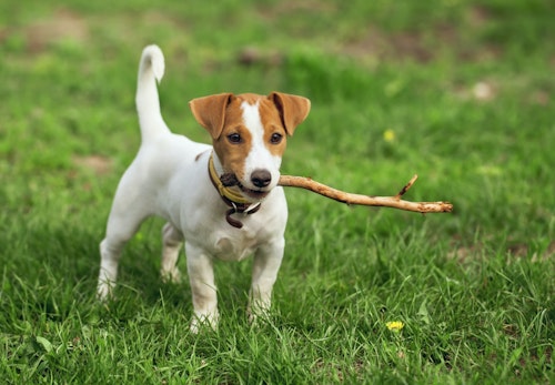 jack_russell_terrier_p04.