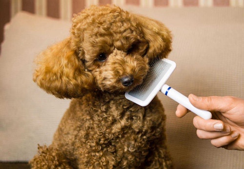 犬のブラッシングの正しい手順とは うれしい効果や必要なグッズ 嫌がるときの対処法について解説 獣医師監修 わんクォール 犬のブラッシングの正しい手順とは うれしい効果や必要なグッズ 嫌がるときの対処法について解説 獣医師監修 わんクォール