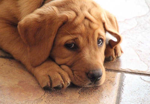 犬にエビを食べさせても大丈夫 正しい与え方と注意点 含まれている栄養素などについて解説 獣医師監修 わんクォール 犬にエビを食べさせても大丈夫 正しい与え方と注意点 含まれている栄養素などについて解説 獣医師監修 わんクォール