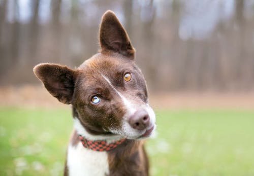 左右の目の色が違う オッドアイ の犬が生まれる理由は 体質への影響や 飼育上の注意点について解説 獣医師監修 わんクォール