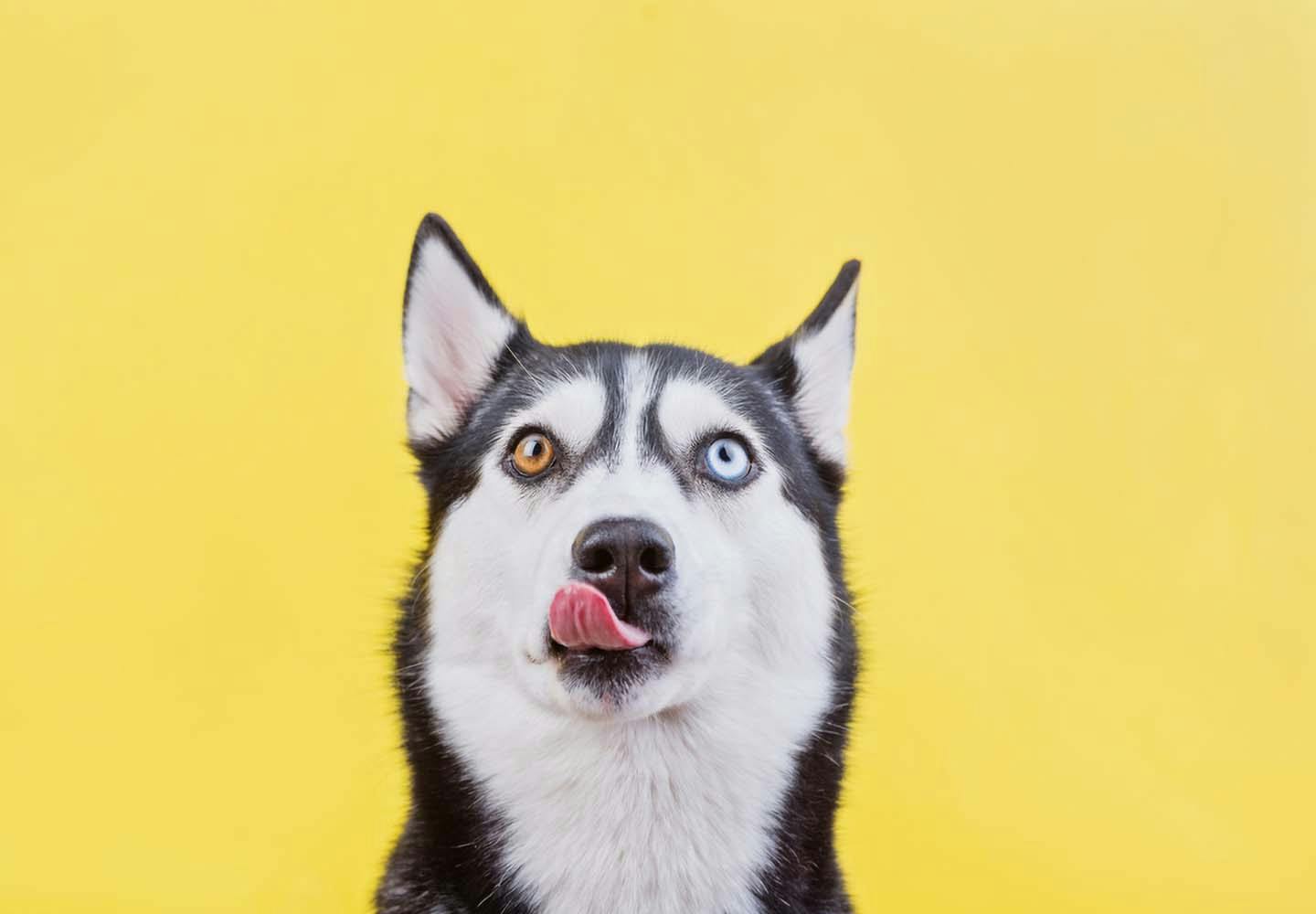 左右の目の色が違う オッドアイ の犬が生まれる理由は 体質への影響や 飼育上の注意点について解説 獣医師監修 わんクォール