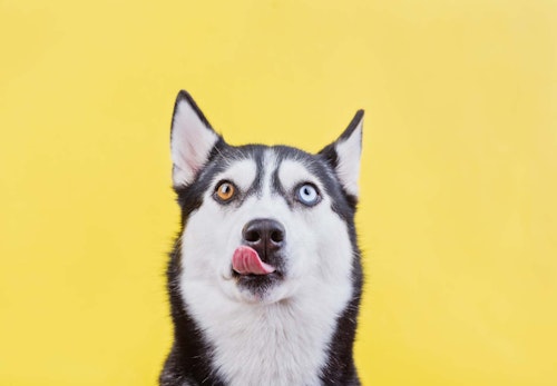 左右の目の色が違う オッドアイ の犬が生まれる理由は 体質への影響や 飼育上の注意点について解説 獣医師監修 わんクォール 左右の目の色が違う オッドアイ の犬が生まれる理由は 体質への影響や 飼育上の注意点について解説 獣医師監修 わんクォール