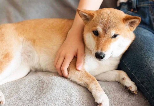 犬が飼い主にくっついてくる理由とは 犬が大好きな人に見せるサインと応え方について解説 獣医師監修 わんクォール 犬が飼い主にくっついてくる理由とは 犬が大好きな人に見せるサインと応え方について解説 獣医師監修 わんクォール