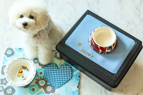 動画つき 超簡単オール100均のランチョンマットの作り方 さっと一拭きでフードボウルの周りが清潔に わんクォール