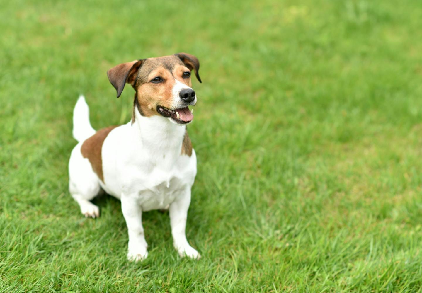 jack_russell_terrier_p01