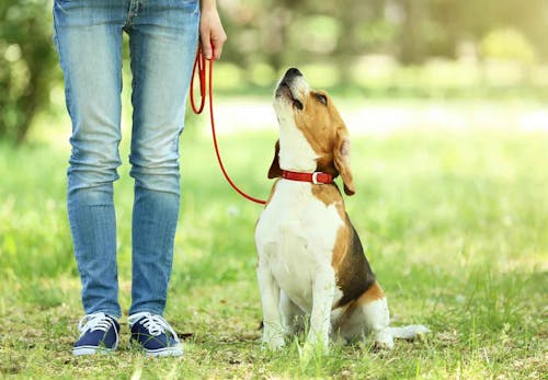 犬のマーキングをやめさせる方法とは 必要なしつけと対処法を解説 獣医師監修 わんクォール