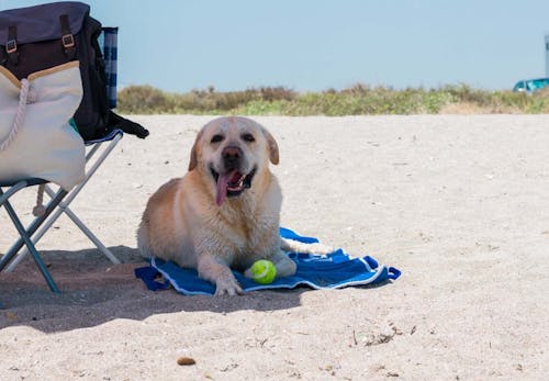 犬と海に行く際の注意点とは 必要な準備と 砂浜や海水へのケアも紹介 獣医師監修 わんクォール